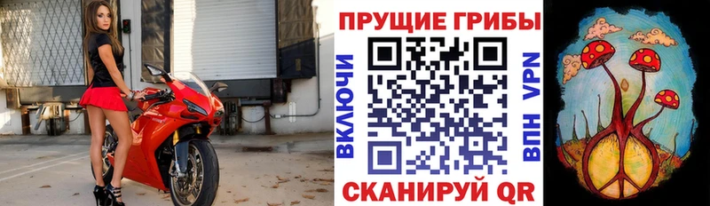 Купить закладки  Валуйки  Псилоцибиновые грибы мицелий 